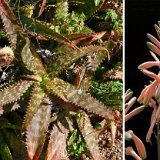 Aloe greenii (South Africa)
